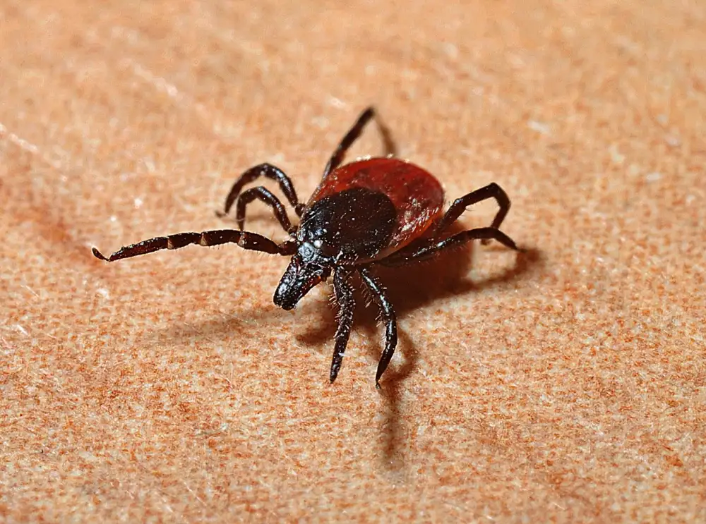 Can Lyme Disease Cause Weight Loss
